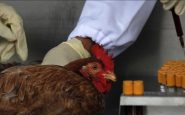 Veterinarios examinando a una gallina