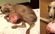 Rescatan a un perro con un tumor de 30 libras