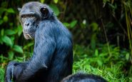 chimpance sindrome de down