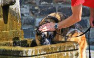 golpes de calor perros