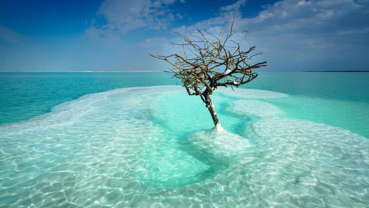 El árbol solitario que crece en el mar Muerto | Actualidad.es