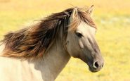 caballo niña sonríe