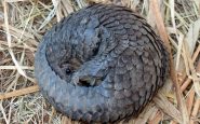 pangolin banda traficantes china