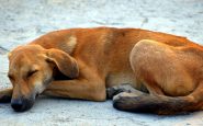 perro devorado por mosca tumbu