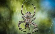 araña