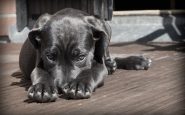 tailandia cachorros hambrientos