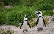 abejas atacan pinguinos