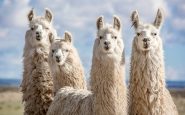 Llamas