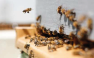 Volcán La Palma abejas rescatadas