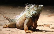 lluvia-iguanas-florida