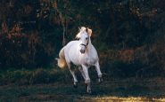 muere menor Córdoba caballo