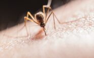 hombre leucemia mosquito