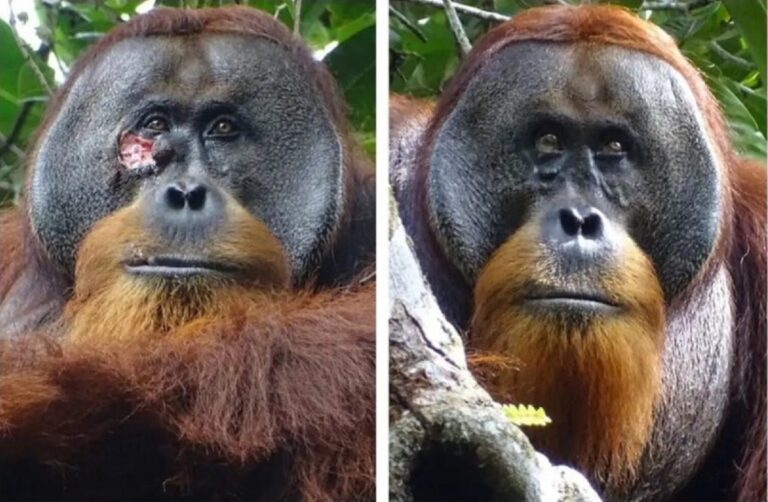 orangután planta medicinal