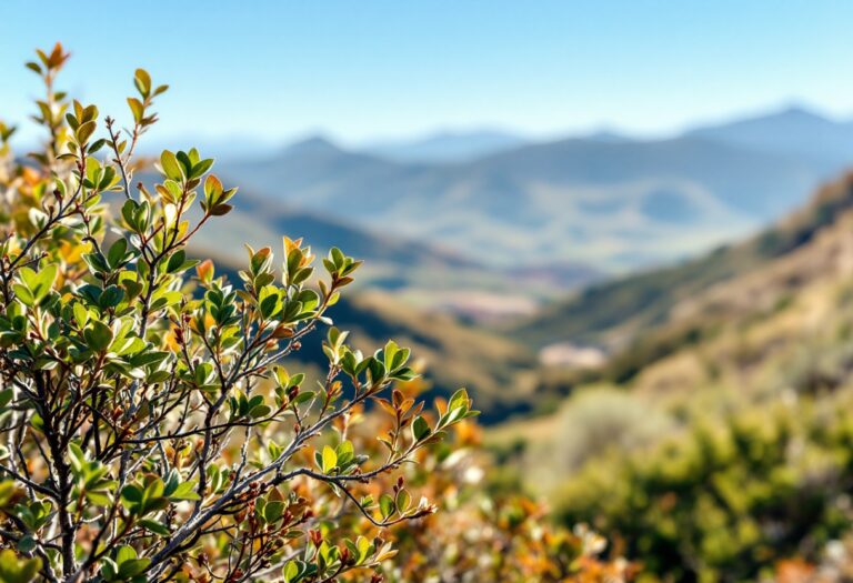 Aumento atropellos lince ibérico Andalucía