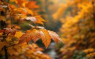 Efectos del cambio climático en los colores naturales