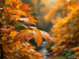 Efectos del cambio climático en los colores naturales