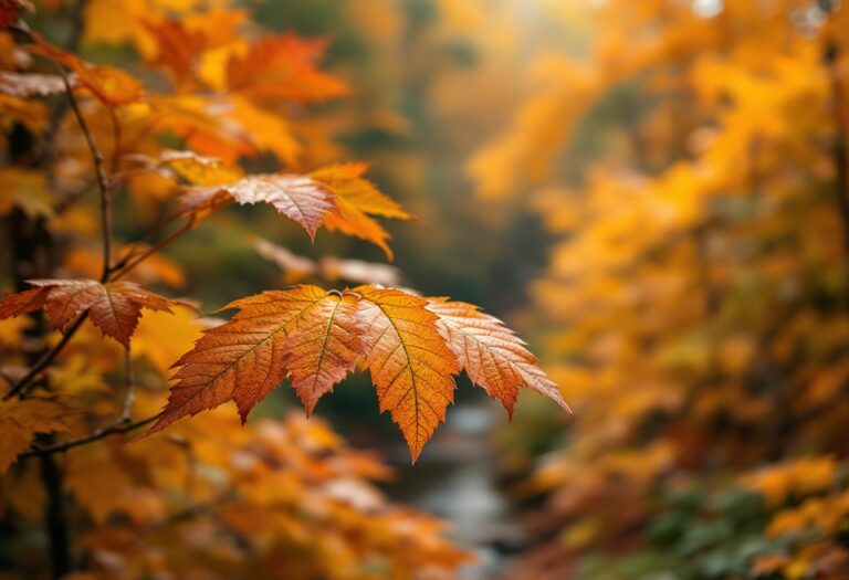 Cambio Climático y Colores de la Naturaleza