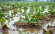 Efectos de inundaciones en campos agrícolas valencianos