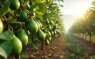 Aguacate cultivado en campos de Valencia