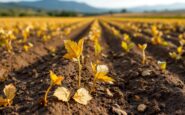 Agricultores valencianos enfrentando desafíos climáticos