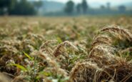 Campi agricoli danneggiati dalla dana in Valencia